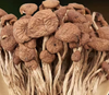 Dried Agrocybe Aegerita Tea Tree Mushroom Natural Agrocybe Cylindracea