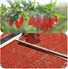 2023 High Quality Goji Lycium Chinensis Dried Fruit Wolfberry for Sale