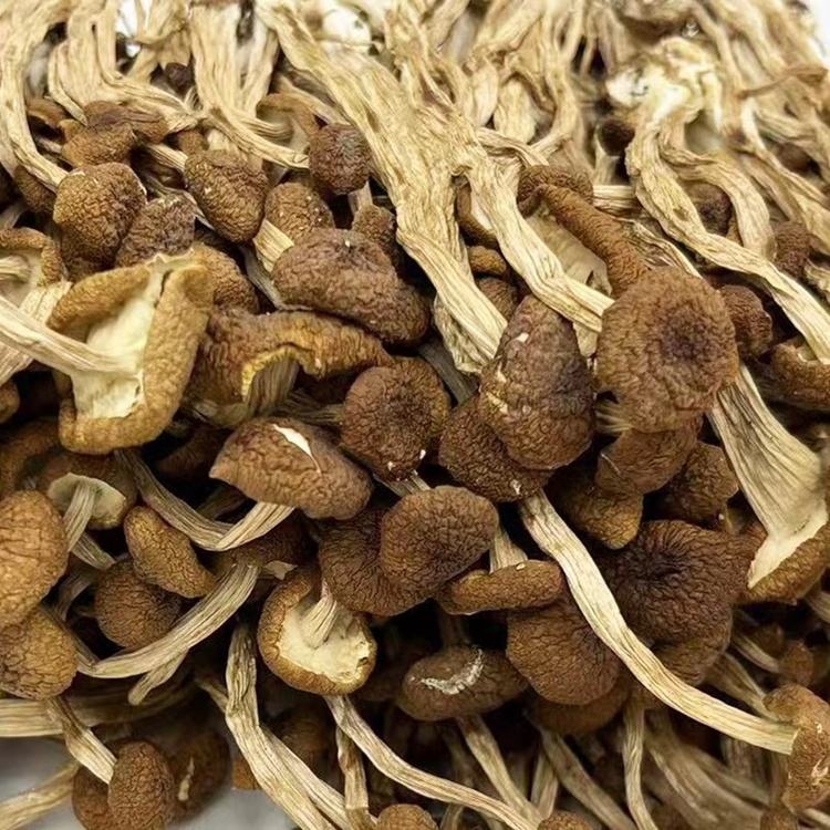 Good Quality Dried Agrocybe Cylindracea Natural Food Grade for Cooking