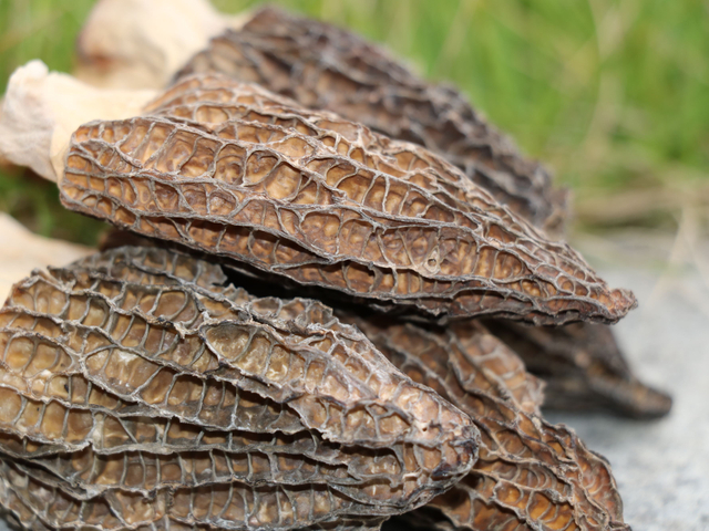 Top Quality Morel Mushrooms Natural Herbs Delicious Morchella Conica