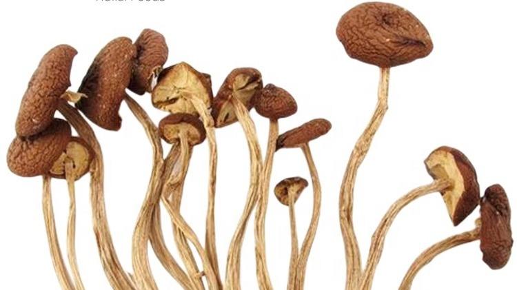 Good Quality Dried Agrocybe Aegerita Natural Cha Shu Gu Edible