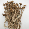 Wholesale Dried Agrocybe Aegerita Cylindracea Tea Tree Mushroom in Bulk