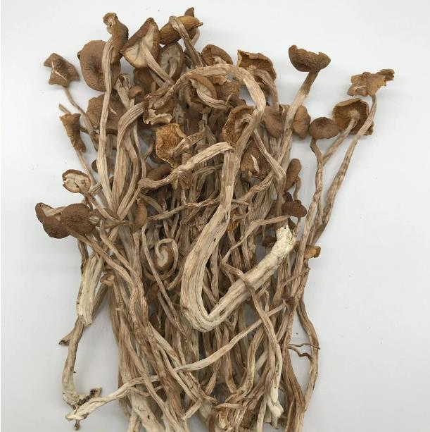 China Manufacture Organic Dried Agrocybe Cylindracea Dried Tea Tree Mushroom