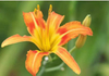 High Quality Wholesale Dried Daylily Nutritive Hemerocallis Day Lily