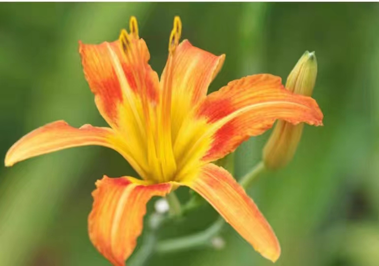 High Quality Wholesale Dried Daylily Nutritive Hemerocallis Day Lily