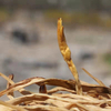 Dried Flower Tea Daylily Natural and Healthy Food Foldleaf Daylily