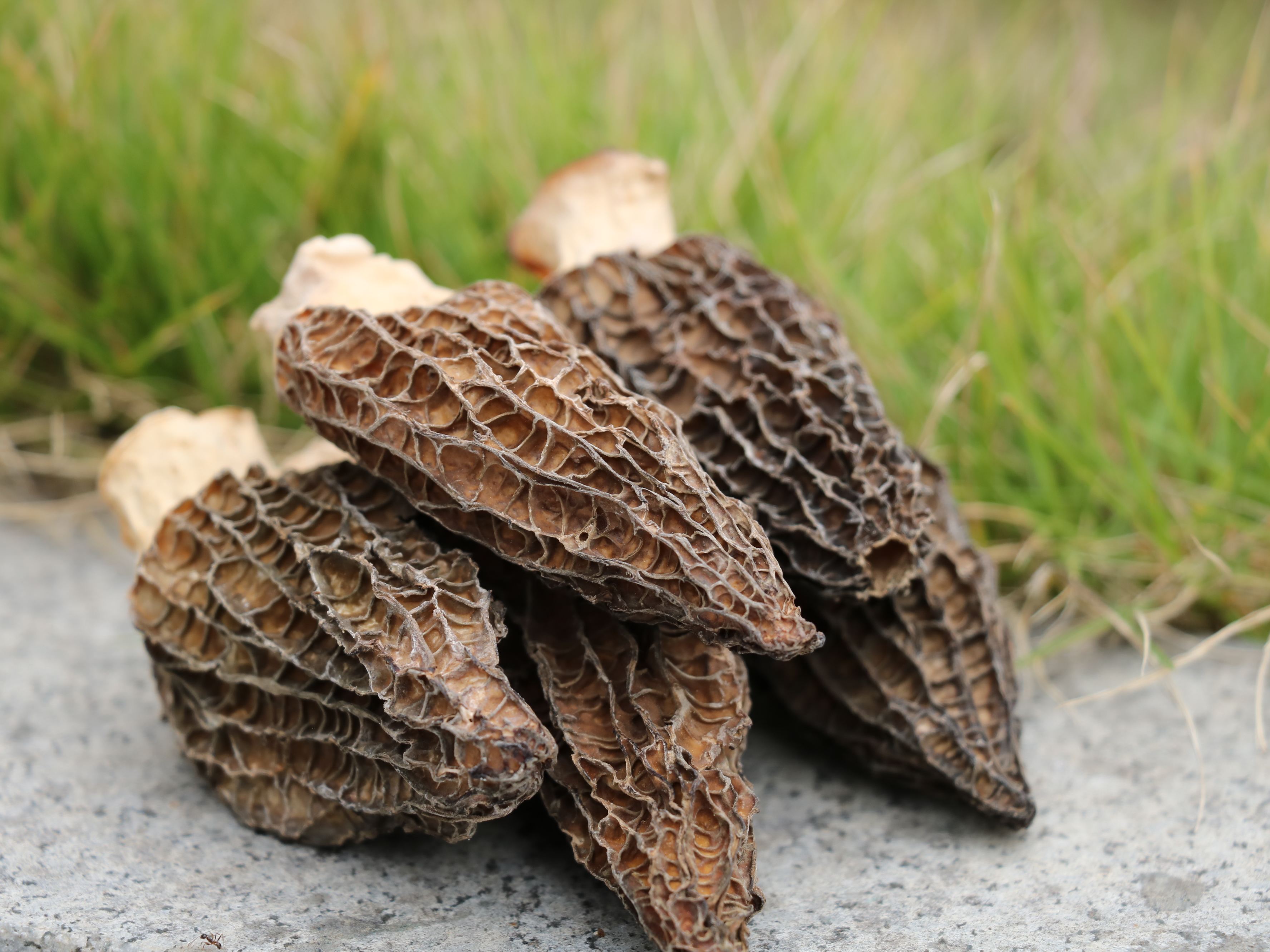 Top Quality Morel Mushrooms Natural Herbs Delicious Morchella Conica