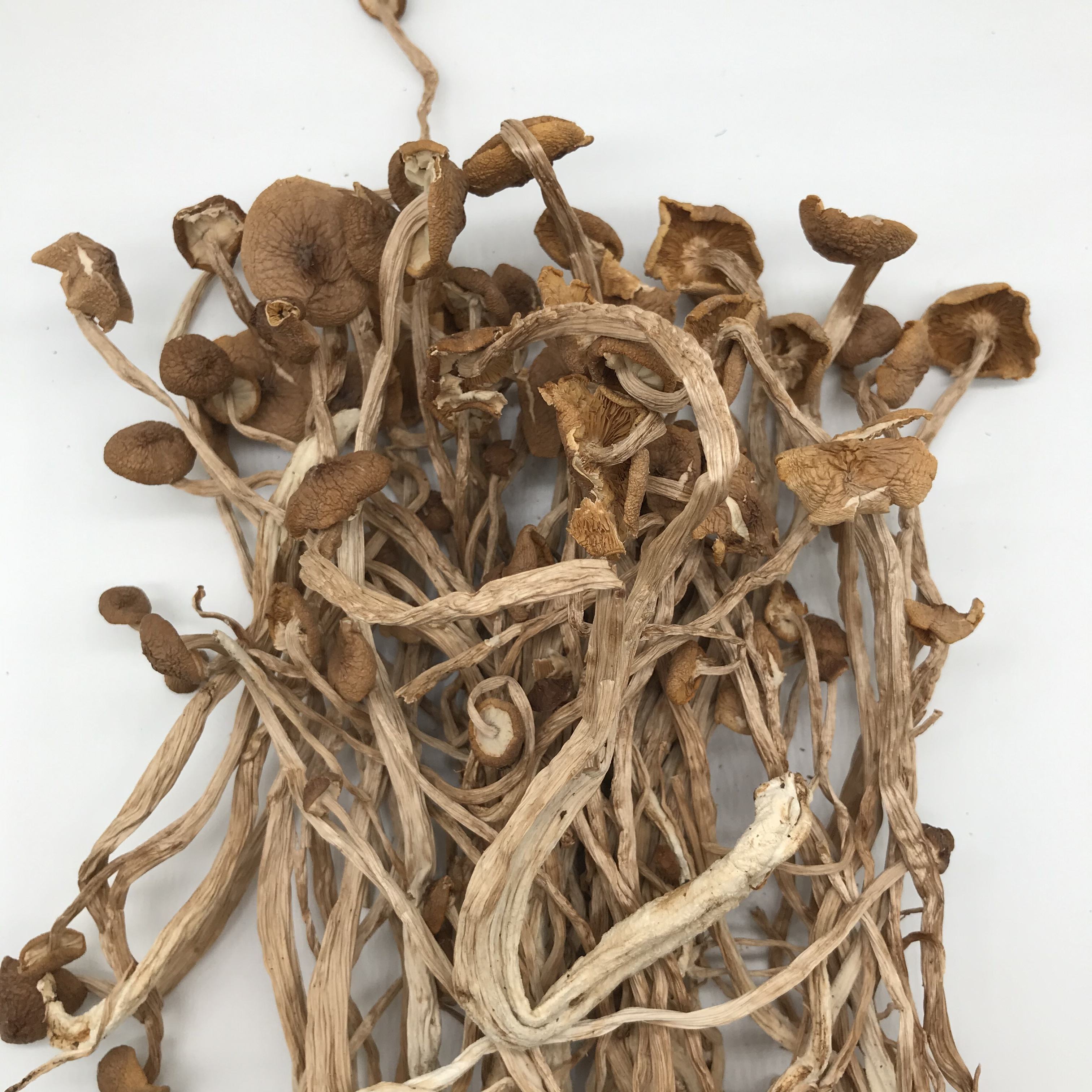 Dried Agrocybe Aegerita Tea Tree Mushroom Natural Agrocybe Cylindracea