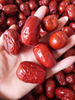 2023 New Crop High Quality Chinese Red Dates Jujube for Cooking