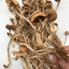 Wholesale Dried Agrocybe Aegerita Cylindracea Tea Tree Mushroom in Bulk