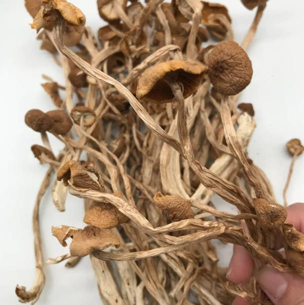 Wholesale Dried Agrocybe Aegerita Cylindracea Tea Tree Mushroom in Bulk