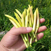 Dried Herbs Huang Hua Cai Natural Chinese Herbs Daylily for Food