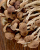 High Quality Tea Tree Mushroom New Fresh Agrocybe Aegerita