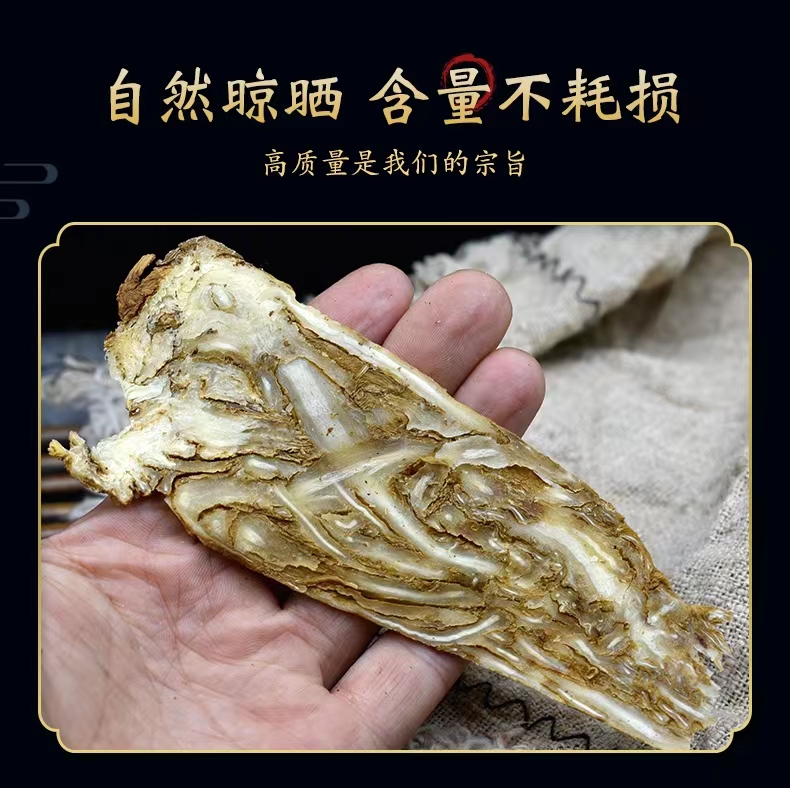 Raw Materials Health Food Chinese Angelica Root Traditional Medicine Herb