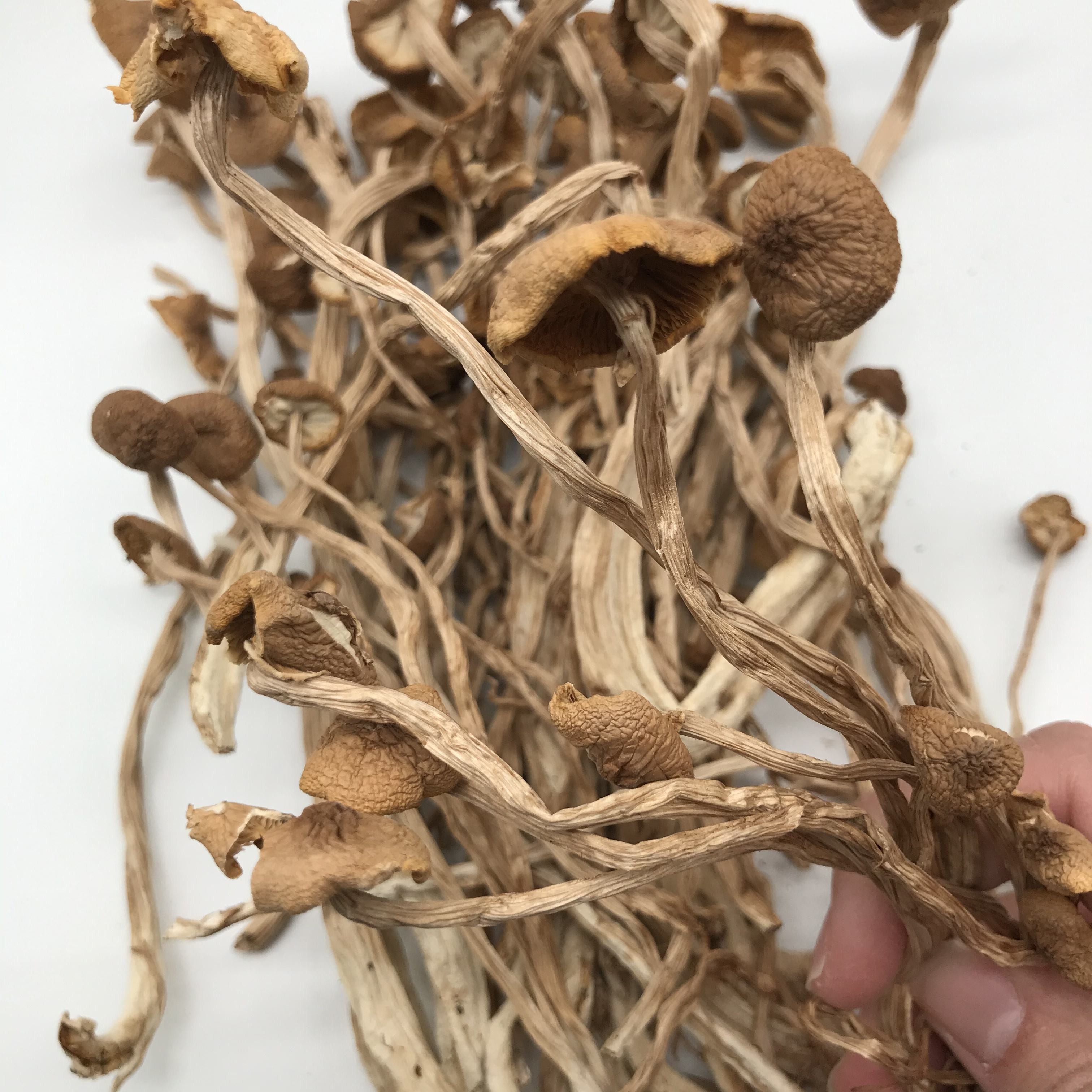 High Quality Tea Tree Mushroom New Fresh Agrocybe Aegerita