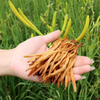 Dried Herbs Huang Hua Cai Natural Chinese Herbs Daylily for Food