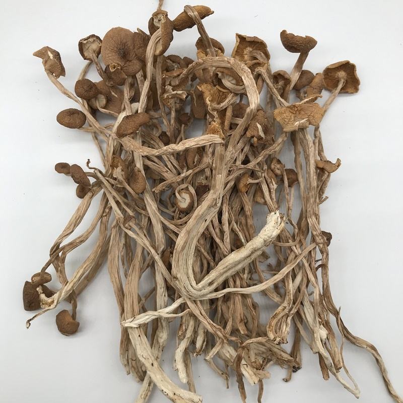 High Quality Affordable Mushrooms Dried Agrocybe Cylindracea Edible