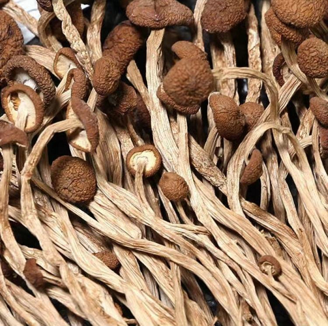 China Manufacture Organic Dried Agrocybe Cylindracea Dried Tea Tree Mushroom