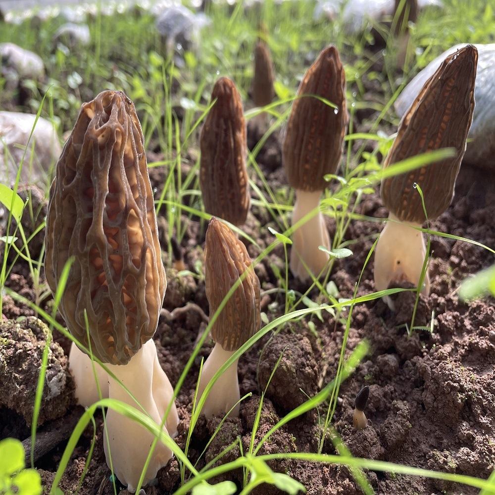 High Quality Health Food Morchella Dried Wild Morel Healthy Mushroom