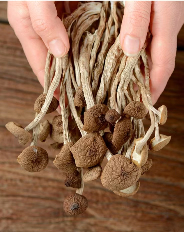 High Quality Grocybe Aegerita Mushroom Cha Shu Gu Tradition Herbs