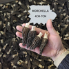 Factory Price Black Dried Morel Mushroom Wholesale Organic Herbs Morchella