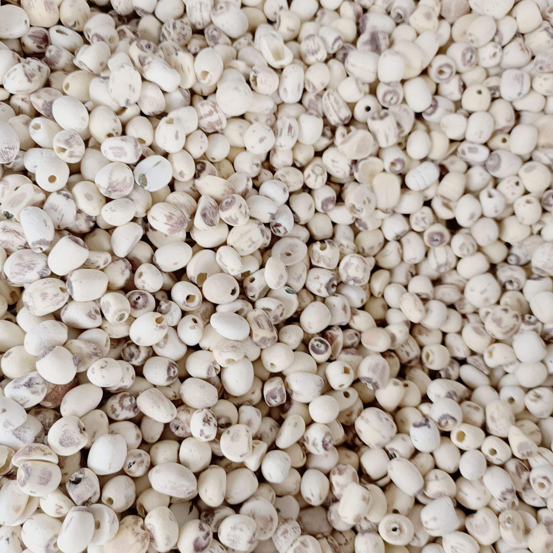 Large Grain 100% Natural Dried Health Care White Coreless Lotus Seed