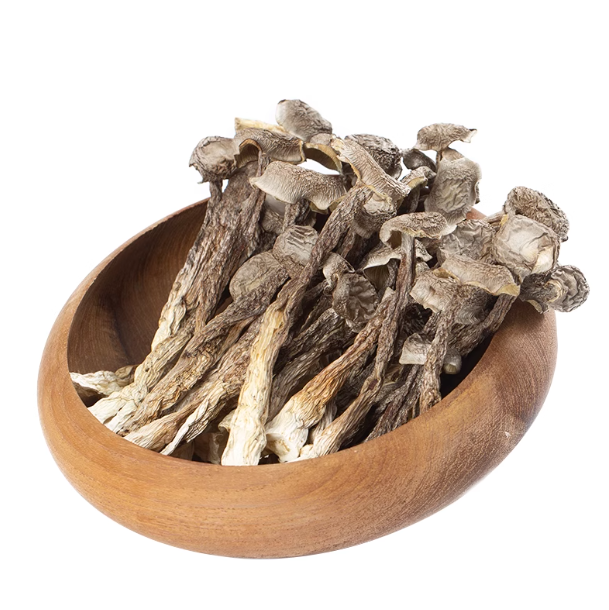 Top Quality Antler Mushroom Natural Herbs Health Product Pilose Antler Mushroom