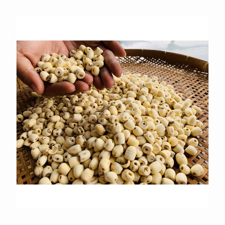 Large Grain 100% Natural Dried Health Care White Coreless Lotus Seed