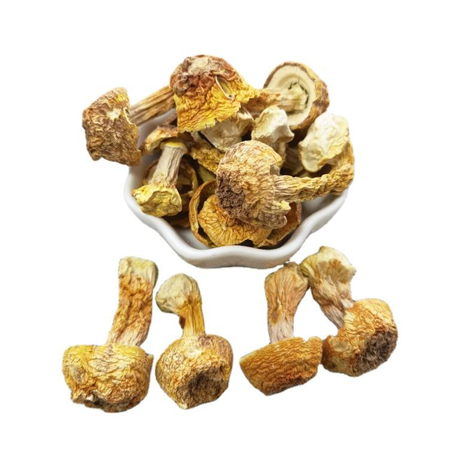 High Quality Wholesale Fresh Organic Herbs Mushroom Edible Fungus Agaricus Blazei