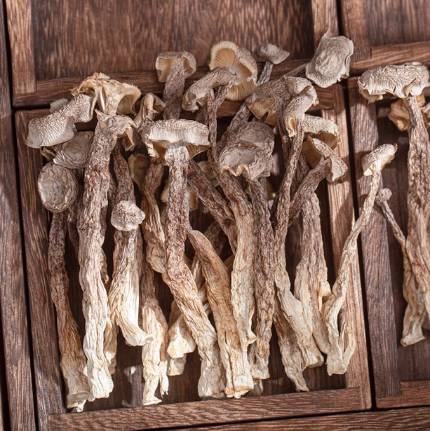 Factory Wholesale Lu Rong Gu Natural Grown Dried Velvet Antler Mushroom