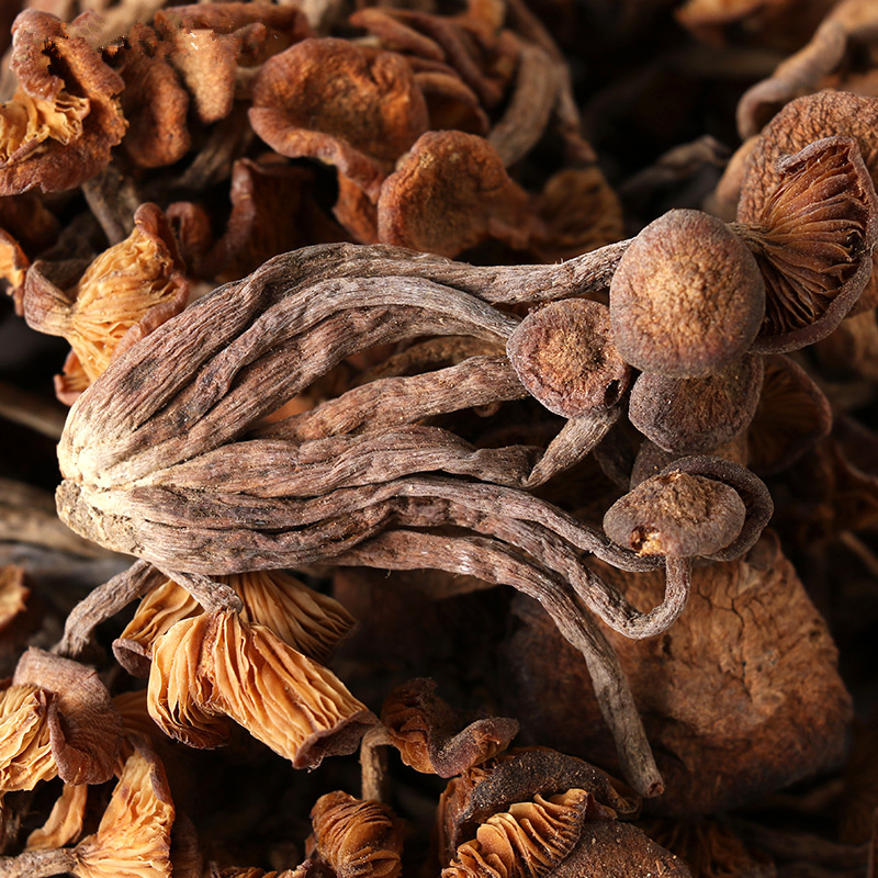 High Quality Premium Qing Gang Jun Dried Tricholomas Matsutake Mushroom