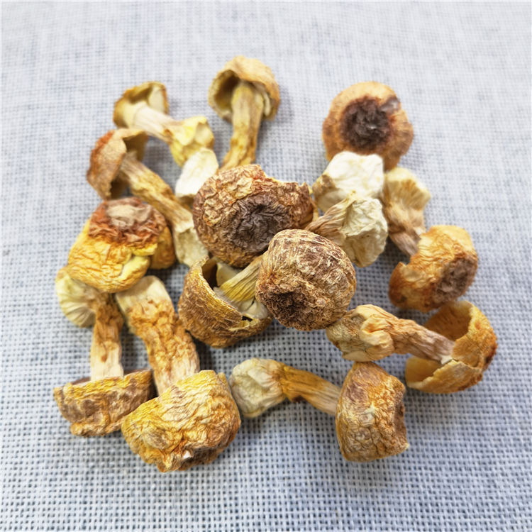 High Quality Wholesale Fresh Organic Herbs Mushroom Edible Fungus Agaricus Blazei