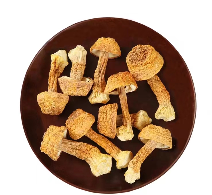 Hot Selling Chinese Natural Herbs Agaricus Bisporus Dried Champignon Mushroom